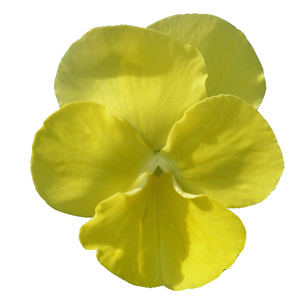 Victorian Viola Citronella